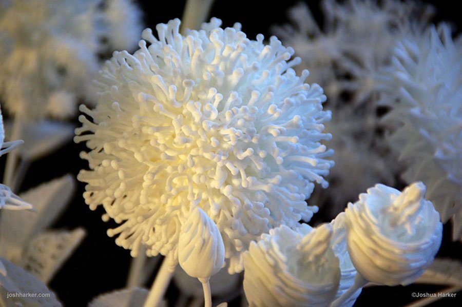 Mazzo-di-Fiori-3D-Joshua-Harker-13