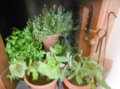 spaghetti-con-le-rape-017