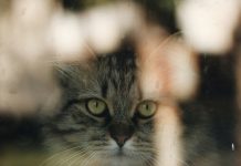 L’amore è un gatto che ti guarda mentre cade il mondo